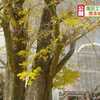 熊本城の大いちょうが公開