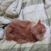 久しぶりのお外ごはんと真夜中のデビル!!