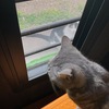 みーちゃん白黒ちゃんをガン見する。敷地内のセッコクが次々開花。