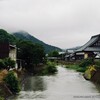 田圃に舞い降りるトンビ