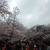 上野公園でお花見　2019