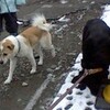 民話風に登場する犬と力関係を計算する犬