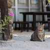 八重山諸島のねこさん