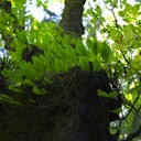 山梨植物観察のフィールドノート