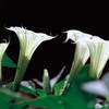 今日の誕生花「ダチュラ＝マンダラゲ」花岡青洲が日本で初めて作った麻酔薬の花！