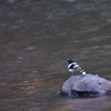 セグロエンビシキチョウ Black-backed Forktail