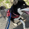 老犬ホームあん｜ヒメマル＆クリマル^^