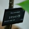 　純白に黄色の蕊　「ミヤコイバラ」　”咲くやこのはな館高山植物室”に咲くバラの原種（Sp）