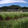 山麓の蕎麦畑。