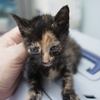 保護された子猫達の治療経過（閲覧注意してください）