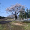 今日の桜