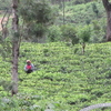 スリランカ「ヌワラエリヤ（Nuwara Eliya）」の思ひで…