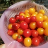 【父の庭でとれた野菜たち④】今年は不作だったミニトマト