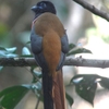  Malabar Trogon インドキヌバネドリ（南インドの鳥その6)