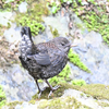 カワガラス ４ ・ 草花のカタクリなど