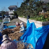 大豆の実出し作業進む