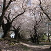 満開！開成山公園の桜