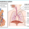 Respiratory rate 2: anatomy and physiology of breathingについて