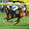 菊花賞馬アーバンシック 有馬記念参戦決定