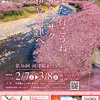 7日(土)から河津で河津桜まつり開催予定