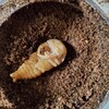 昆虫飼育　何故か蛹室がない！