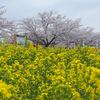 桜を追いかけてみちのく旅①　～良いとこどりで満喫だ　秋田編～