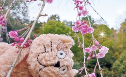記事を見る