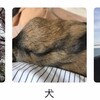 iPhoneから見ると犬