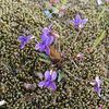 「何故か、植えた覚えのないスミレが咲いている。」 - Viola mandshurica