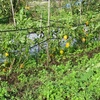 農園日誌ー夏の終わり