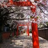 桜の京都