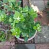 キンカンの花が咲き終わる　➡　収獲