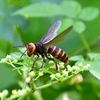 🐝昆虫をマクロ撮影しました😊