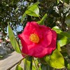 くろたまの間に、椿の強烈な思い出