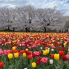 チューリップと桜