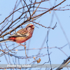 今日の野鳥　ベニマシコ