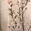 満開の桜