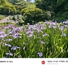 卯辰山花菖蒲園（後編）