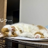 愛猫ふたりで飼い主の安眠をサポート！