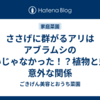 ささげに群がるアリはアブラムシのせいじゃなかった！？植物と虫の意外な関係