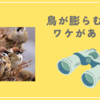 鳥が膨らむにはワケがある～鳥はどんな時に膨らむのか～