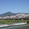 桜便り♪　ー本日、満開なりー