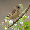 出水へ鳥を見に（２０２０　０２２９～０３０１）その２。