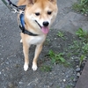 雑談、初食堂、だよ