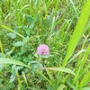 荒川堤防沿いを散歩してきた