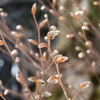 ブナの芽が開き始めていました
