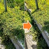 梅雨入り前の切り戻し作業