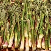肴の山菜料理【香り高き山菜料理今週から始まりました！】
