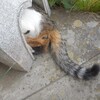 ねこ森町につづく道