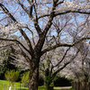 下溝古山公園（相模原市南区下溝）